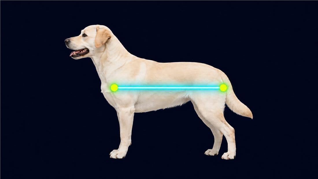 Body length measurement for dog bed size
