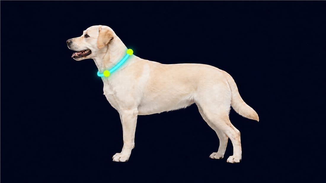 Neck circumference measurement for collar sizing