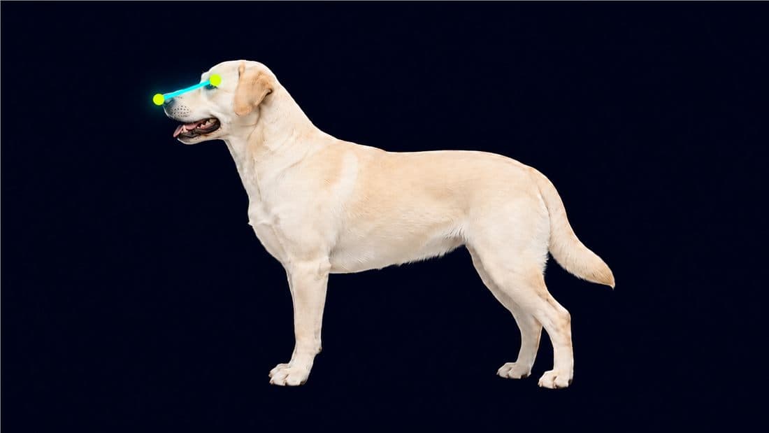 Nose/snout length diagram