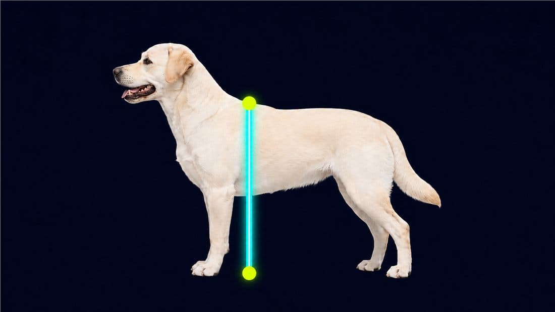 Standing height measurement for puppy crate sizing